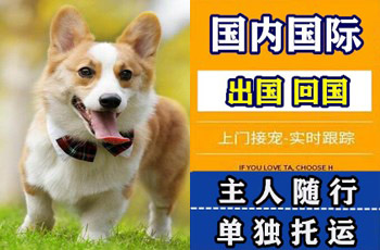 怀化市宠物托运公司怀化市宠物托运公司怀化市宠物托运公司