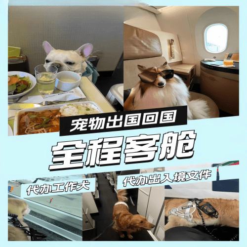 怀化市宠物托运到白俄罗斯宠物入境规定和要求